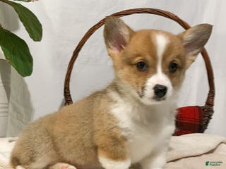 Welsh Corgi Pembroke dogs Lizzy - Ad 14