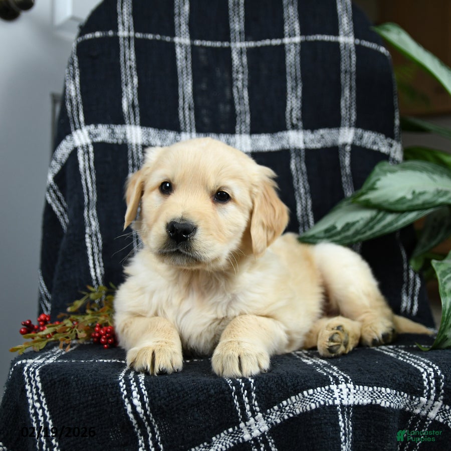 Golden Retriever dogs Pringles - Ad 2