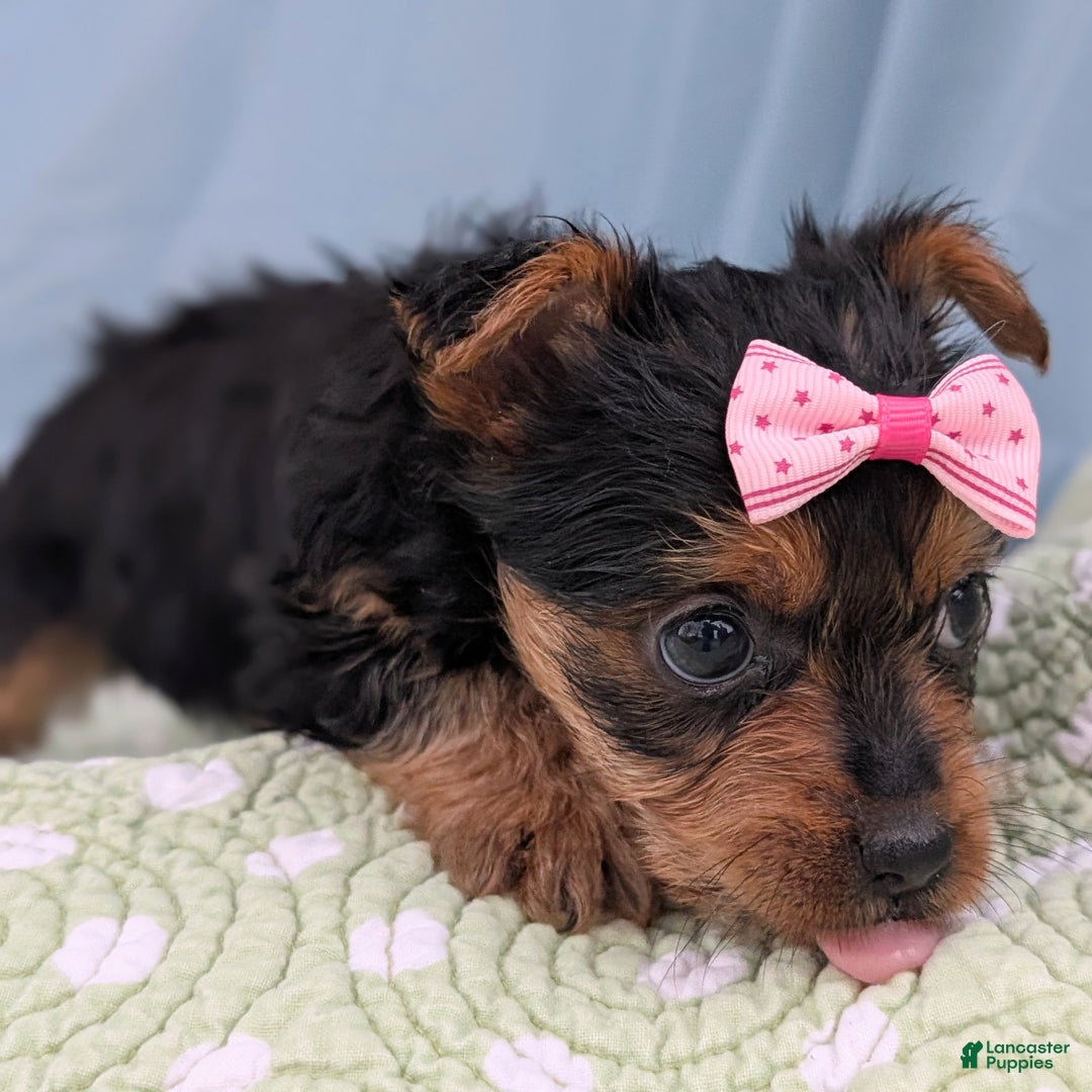 Yorkshire Terrier dogs for sale: Sugar Cookie - Ad 8