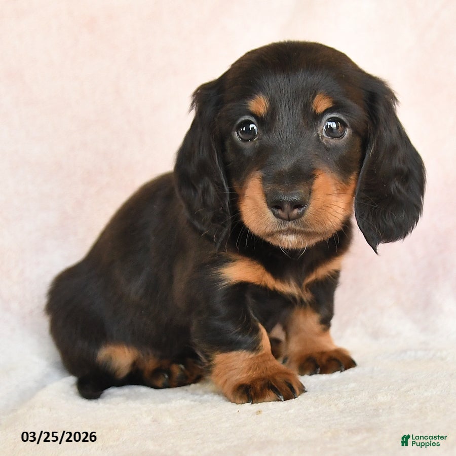 Dachshund dogs Indy - Ad 2