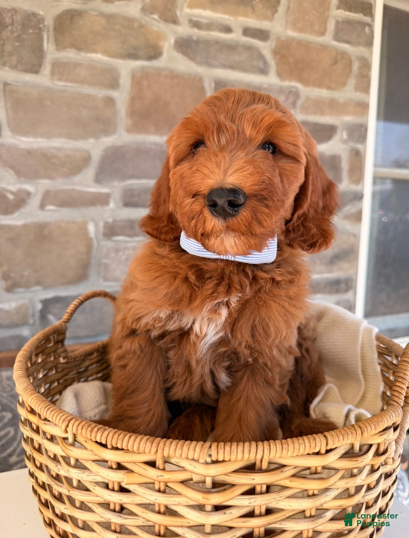 Goldendoodle dogs Graham  - Ad 1
