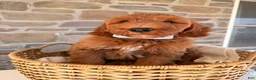 Goldendoodle dogs for sale: Graham  - Ad 1