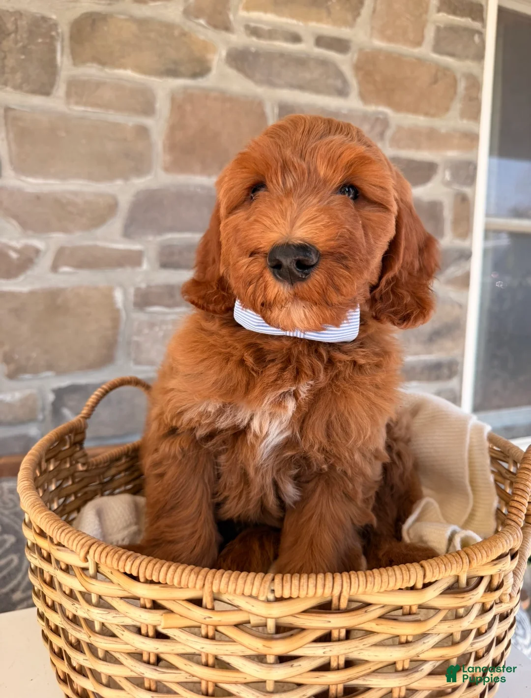 Goldendoodle dogs for sale: Graham  - Ad 1