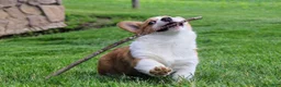Welsh Corgi Pembroke dogs for sale: Chanel(triple clear) AKC - Ad 9