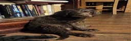 Labradoodle dogs for sale: Labradoodle chocolate black collar - Ad 3