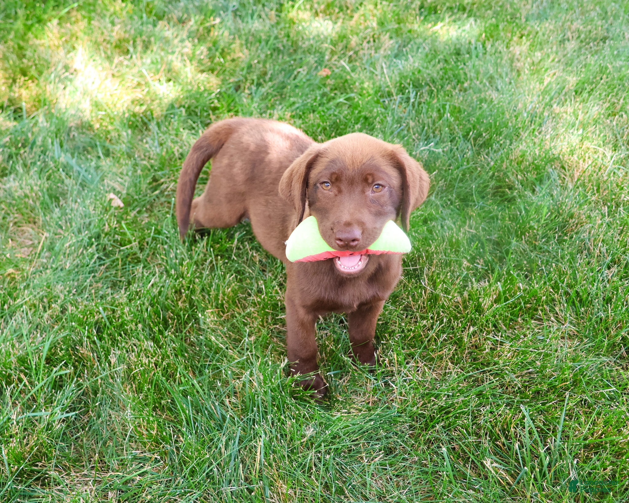 Labrador Retriever dogs Coco - Ad 36