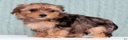 Yorkiepoo dogs for sale: Bella - Ad 5
