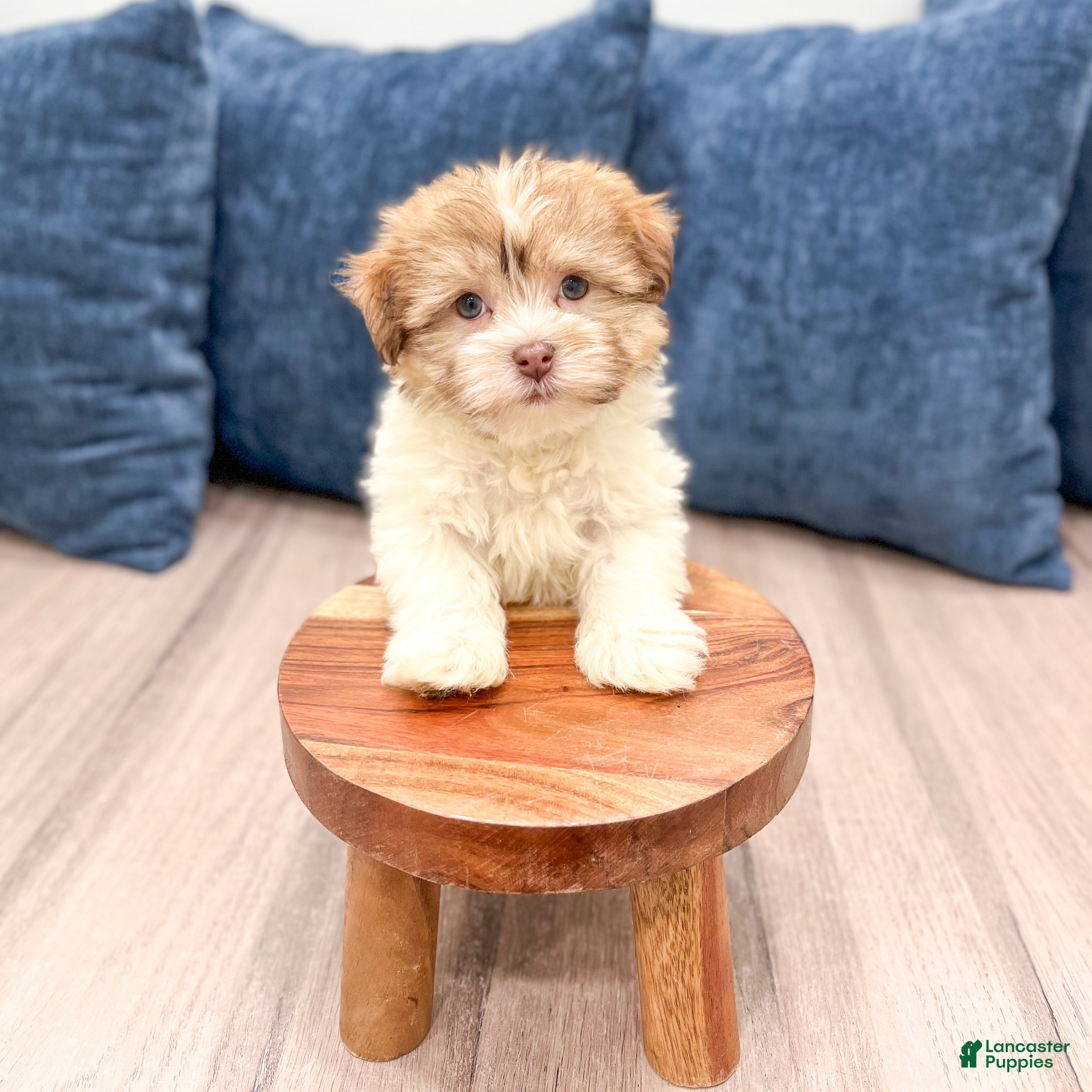 Havanese dogs Molly - Ad 2