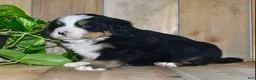 Bernese Mountain Dog dogs for sale: Waylon - Ad 4