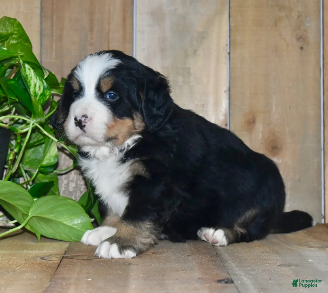 Bernese Mountain Dog dogs for sale: Waylon - Ad 4