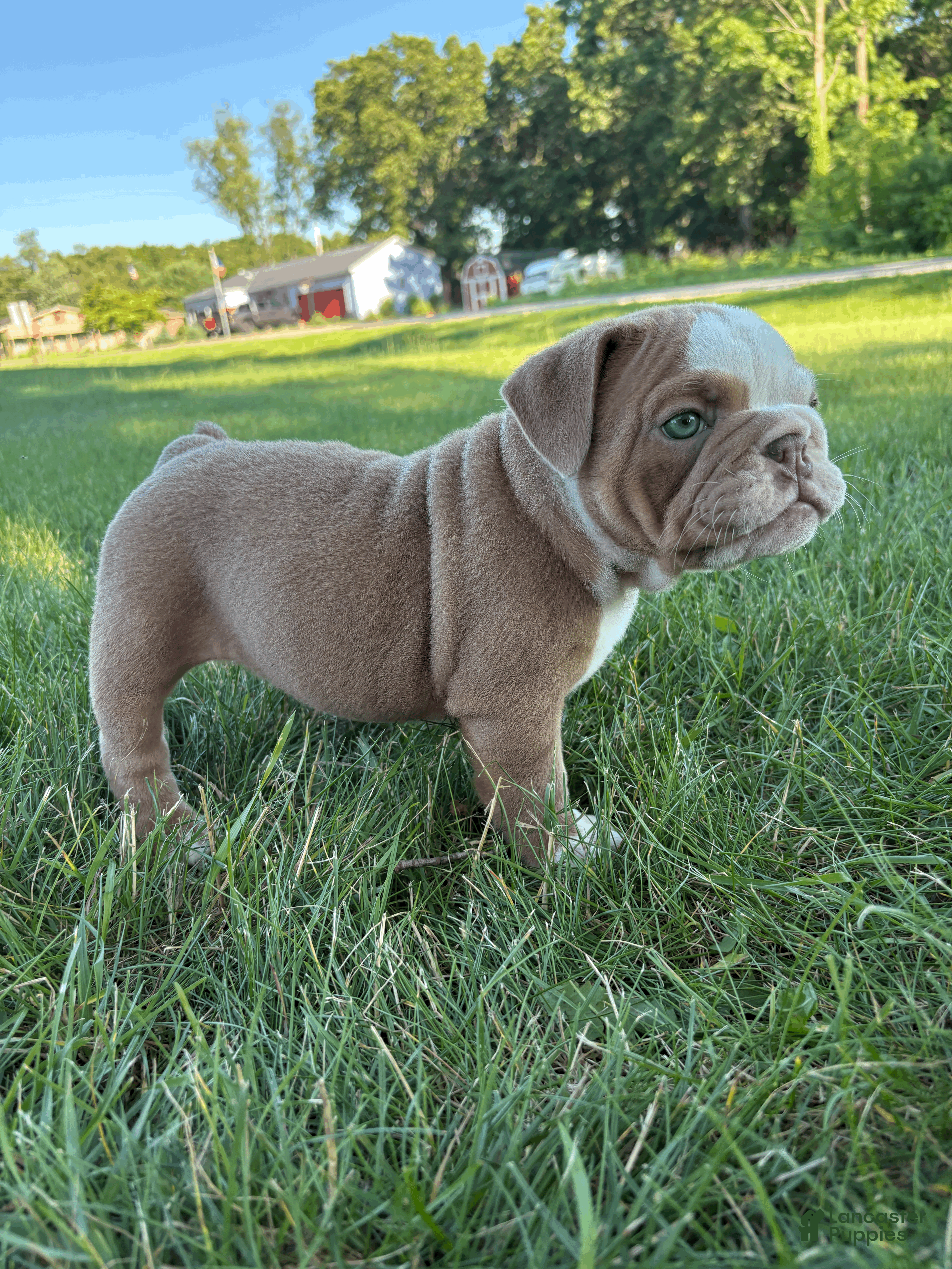 Mixed Breed dogs Lucy - Ad 2