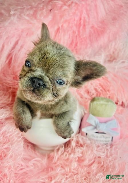 French Bulldog dogs French Bulldog Puppy 1 - Ad 26