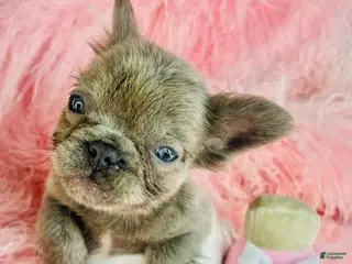 French Bulldog dogs French Bulldog Puppy 1 - Ad 26