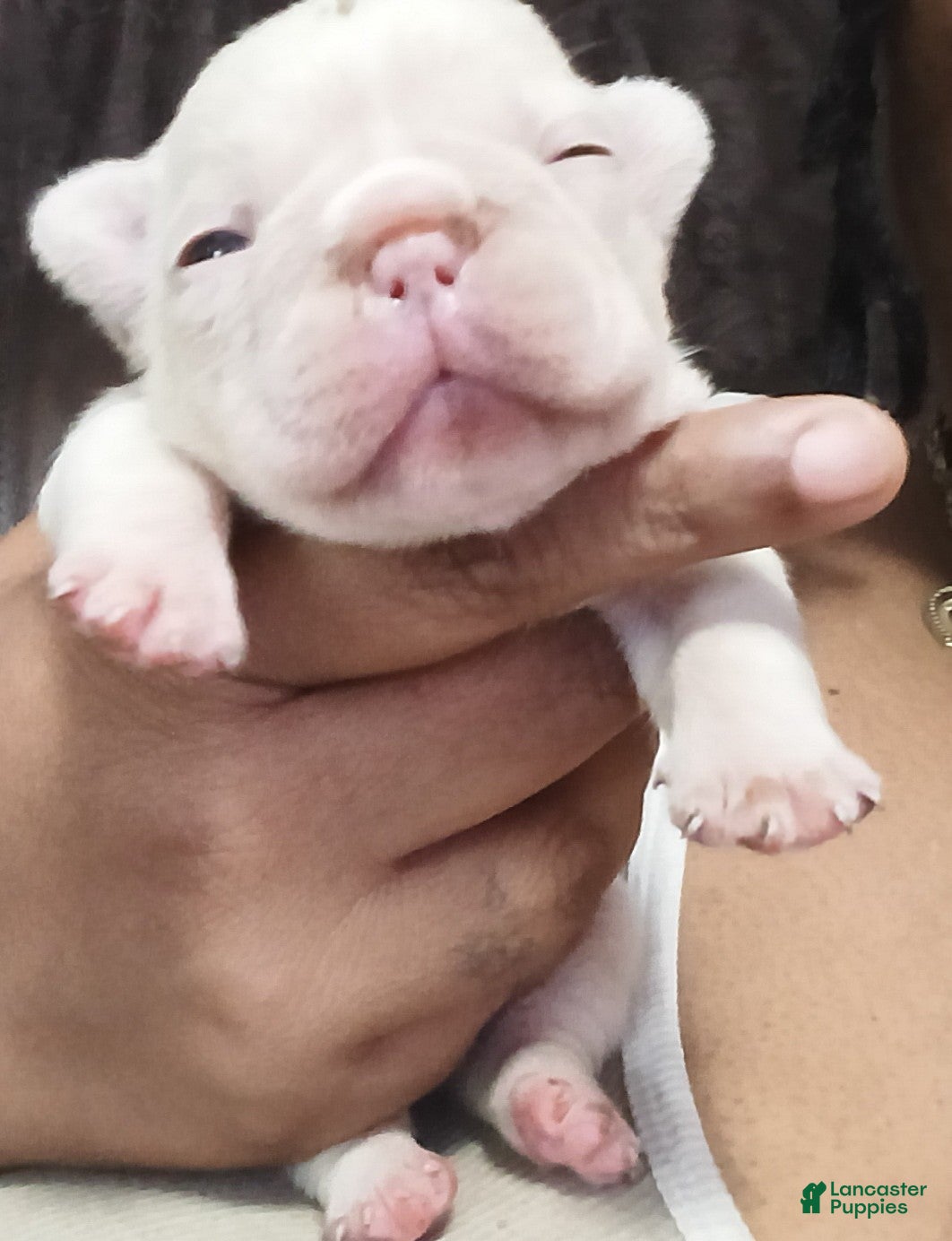 French Bulldog dogs for sale: French Bulldog 1 - Ad 3