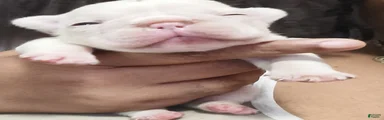French Bulldog 1
