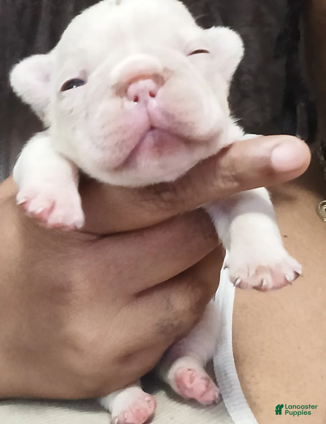 French Bulldog dogs for sale: French Bulldog 1 - Ad 1