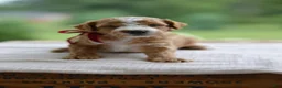 Mini Goldendoodle dogs for sale: July - Ad 5