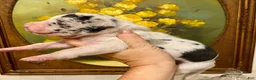 Great Dane dogs for sale: Carbon Creed's Azure Siren 🧜‍♀️ - Ad 11