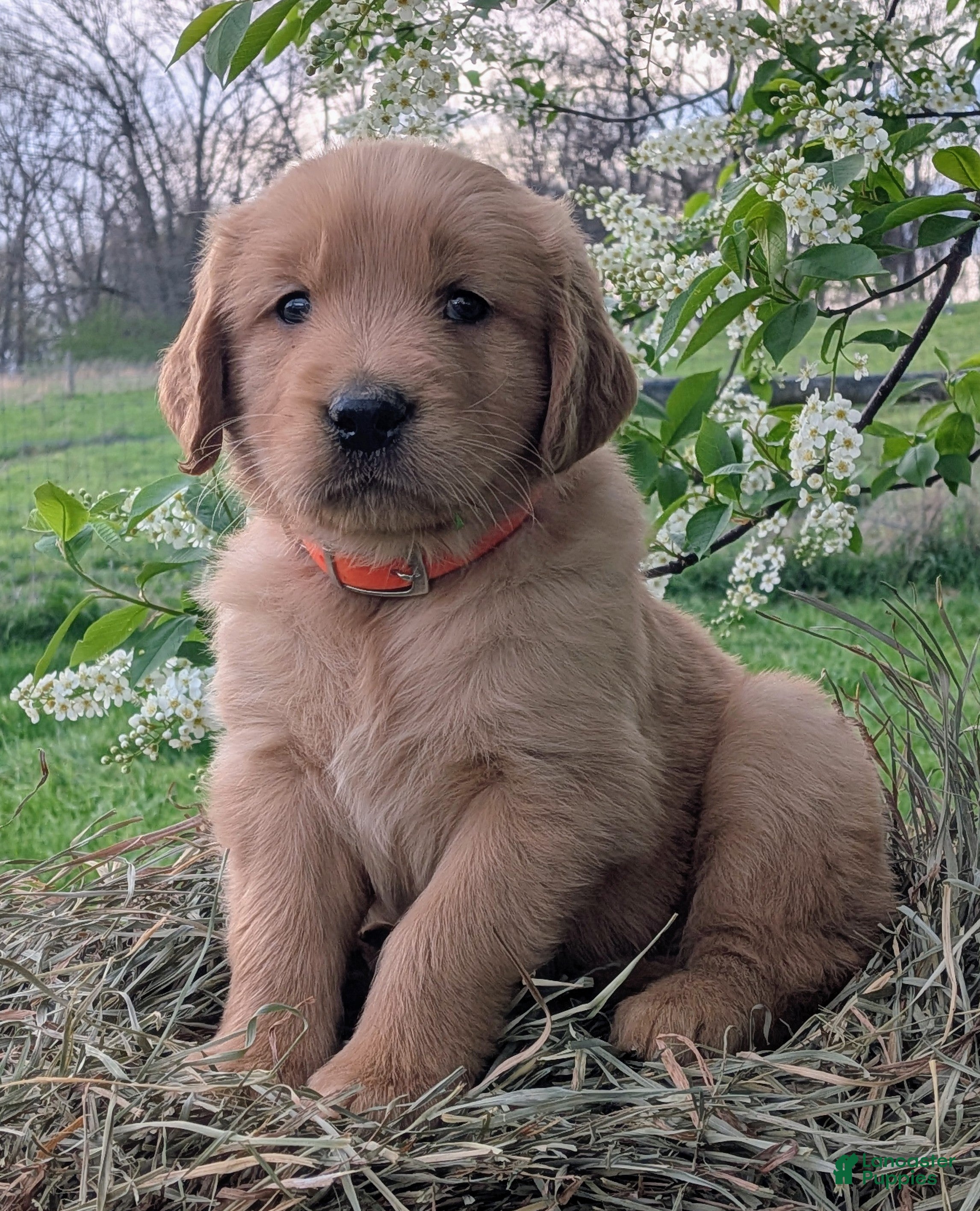 Golden Retriever dogs Cedar - Ad 1