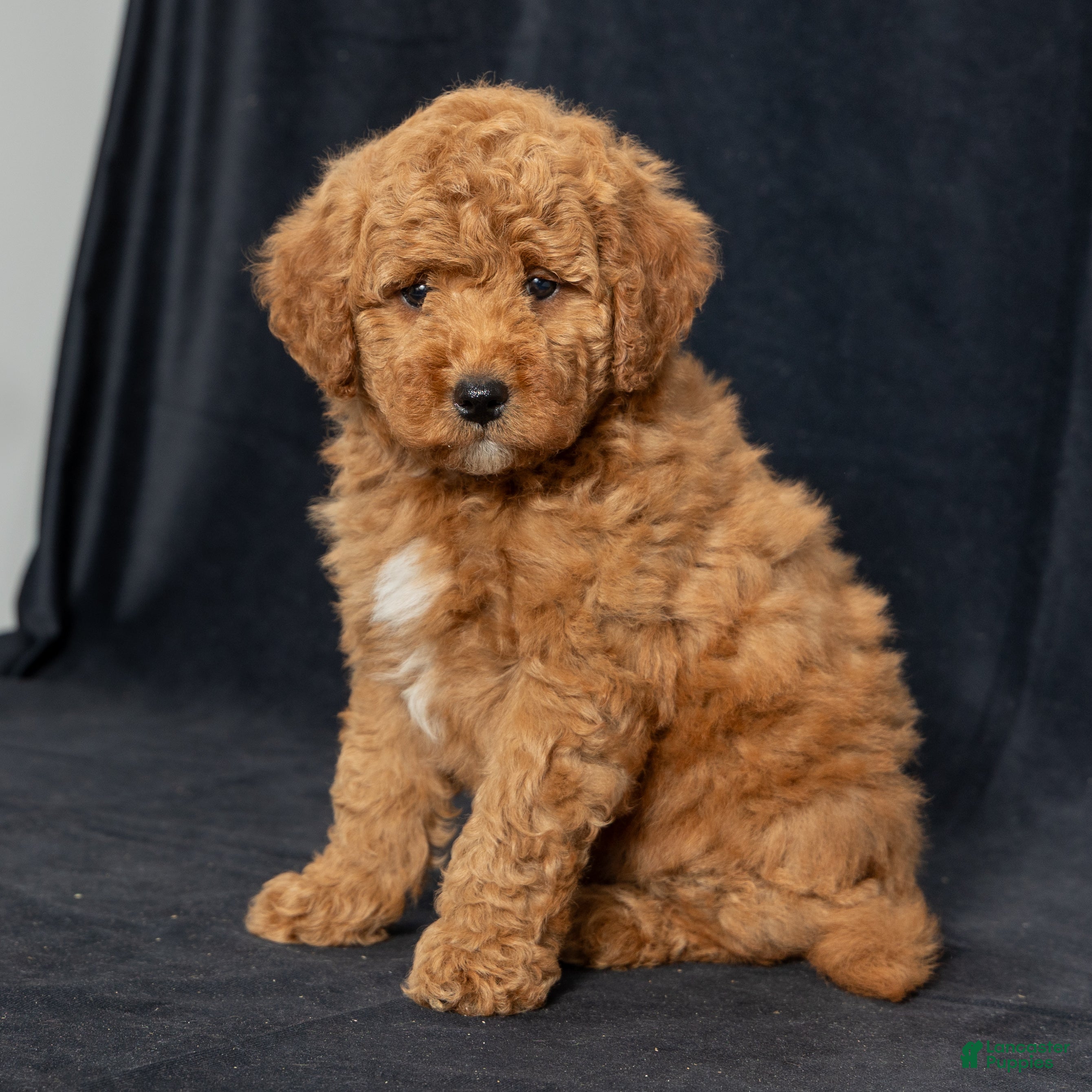 Mini Goldendoodle dogs Nioami - Ad 4