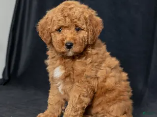 Mini Goldendoodle dogs Nioami - Ad 5