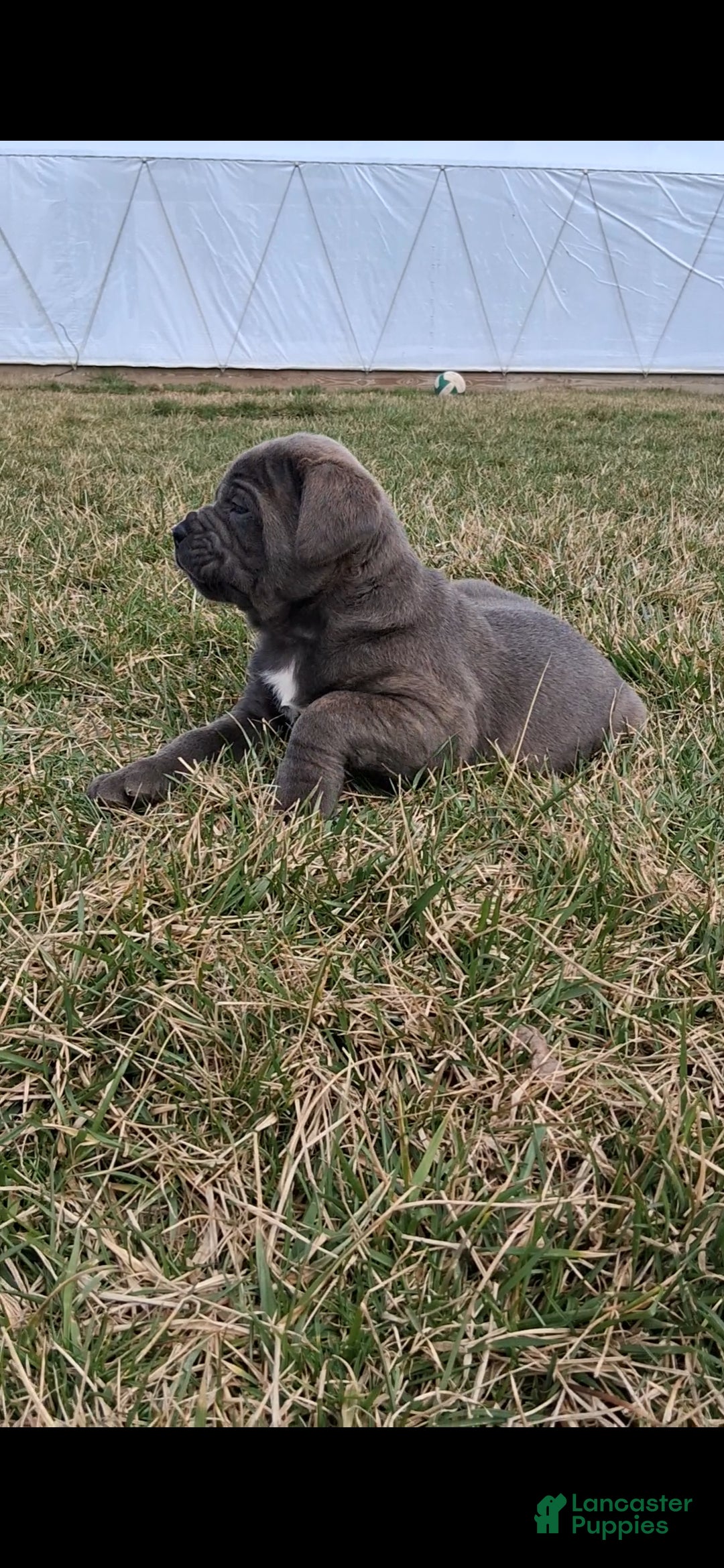Cane Corso dogs Tyson - Ad 2