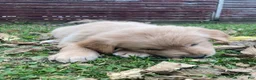 Golden Retriever dogs for sale: Amy - Ad 4