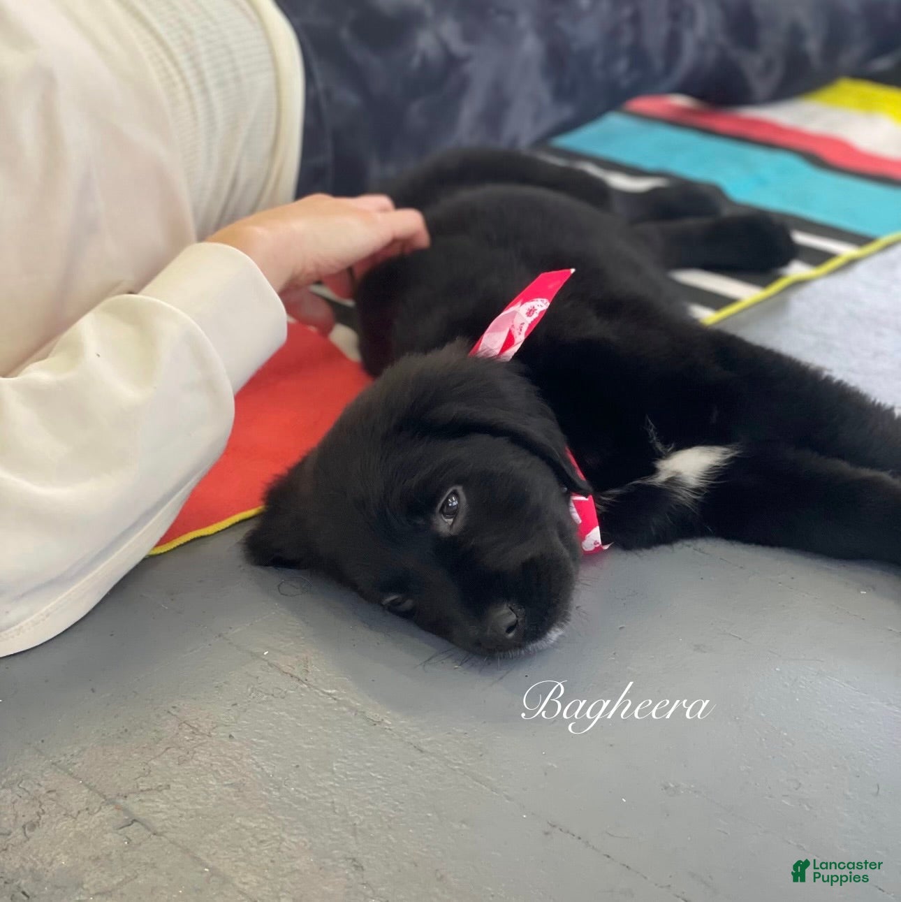 Mixed Breed dogs Bagheera - Ad 2