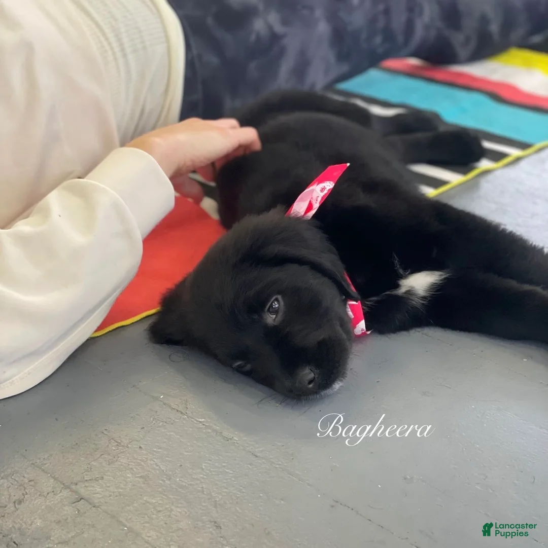 Mixed Breed dogs for sale: Bagheera - Ad 2