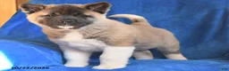 Akita dogs for sale: Penny - Ad 4