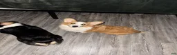 Welsh Corgi Pembroke dogs for sale: Welsh Corgi Pembroke Puppy 1 - Ad 3
