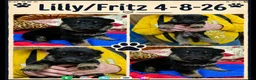 German Shepherd dogs for sale: German Shepherd Puppy 3 - Ad 1