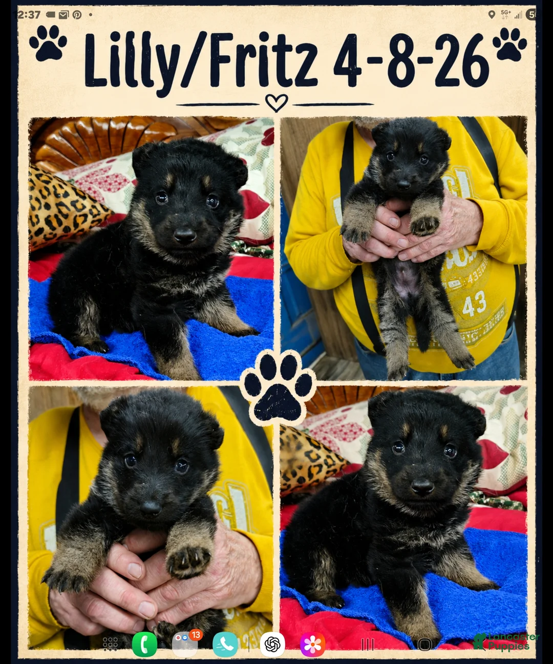 German Shepherd dogs for sale: German Shepherd Puppy 3 - Ad 1