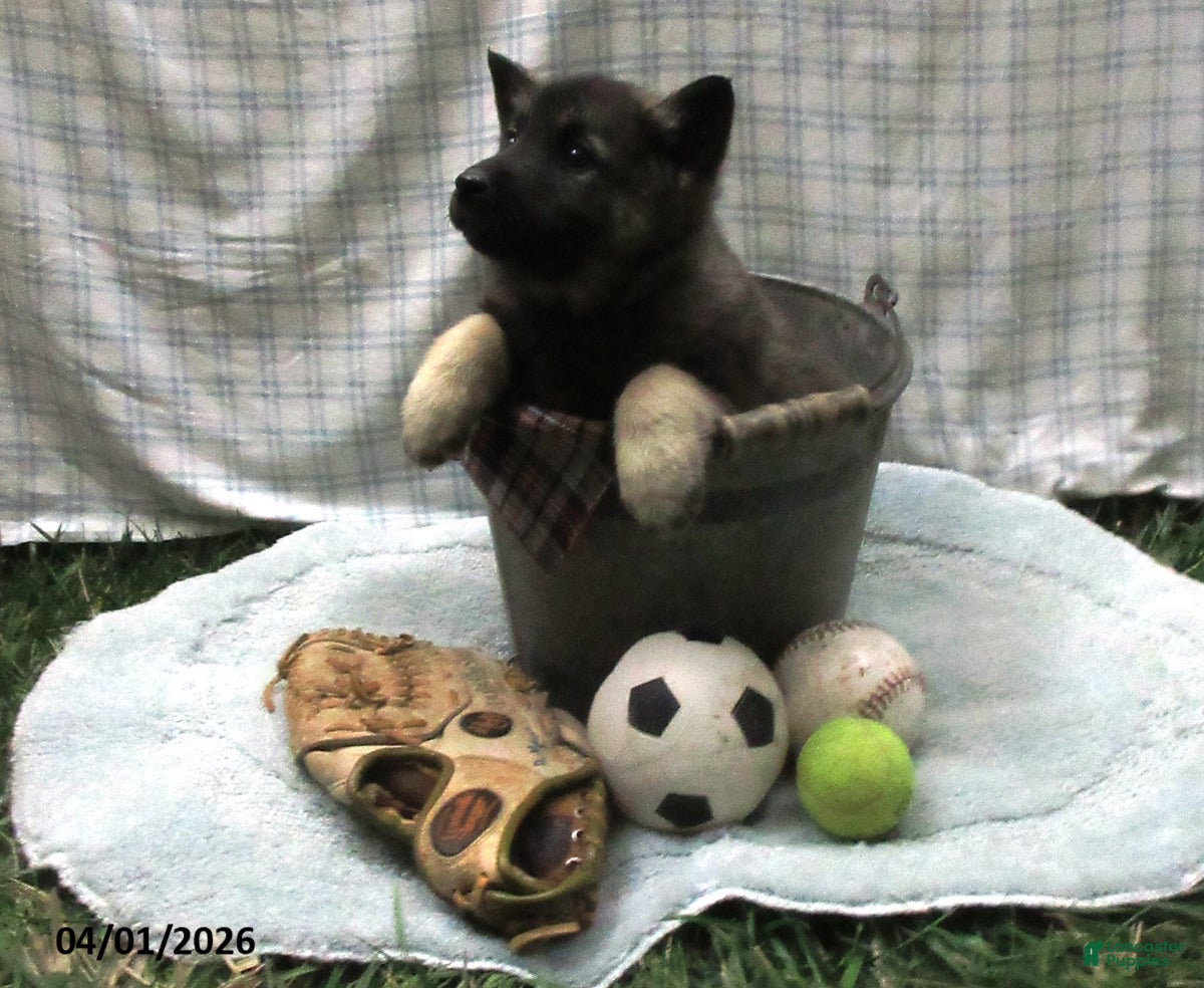Norwegian Elkhound dogs Colby - Ad 2