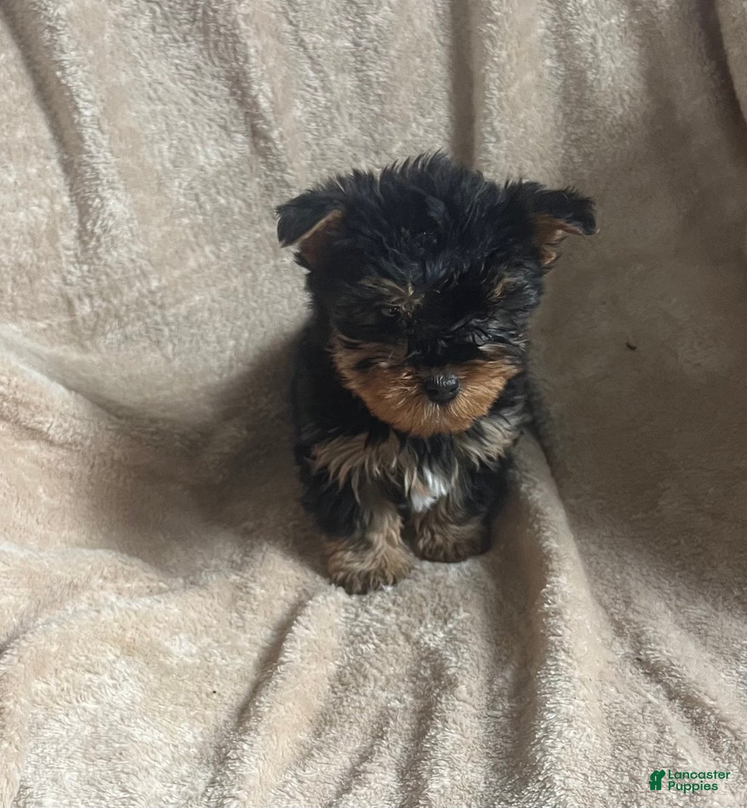 Yorkshire Terrier dogs for sale: MJ - Ad 4