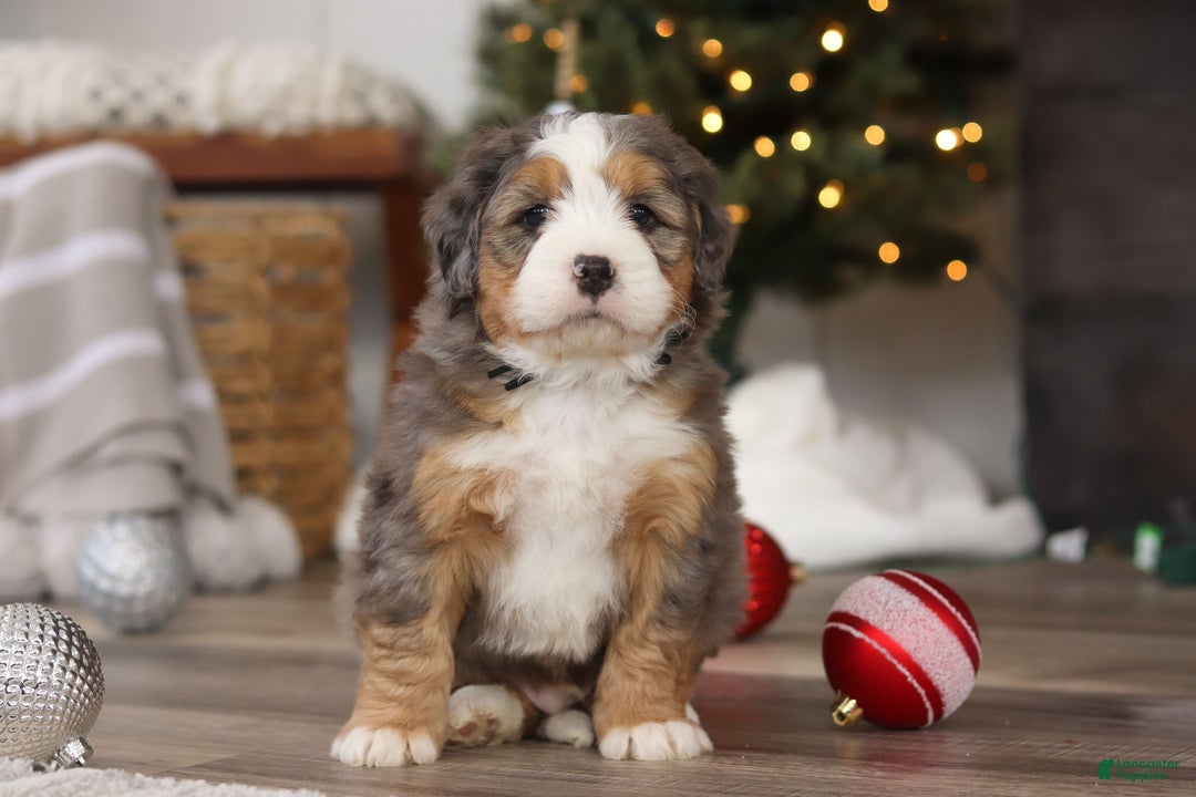 Mini Bernedoodle dogs for sale: Ollie - Ad 2