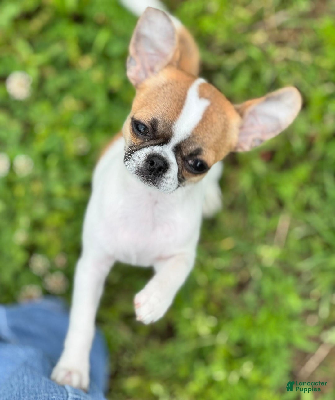Chihuahua dogs for sale: Roadie - Ad 1
