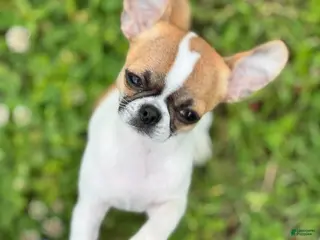 Chihuahua dogs Roadie - Ad 38