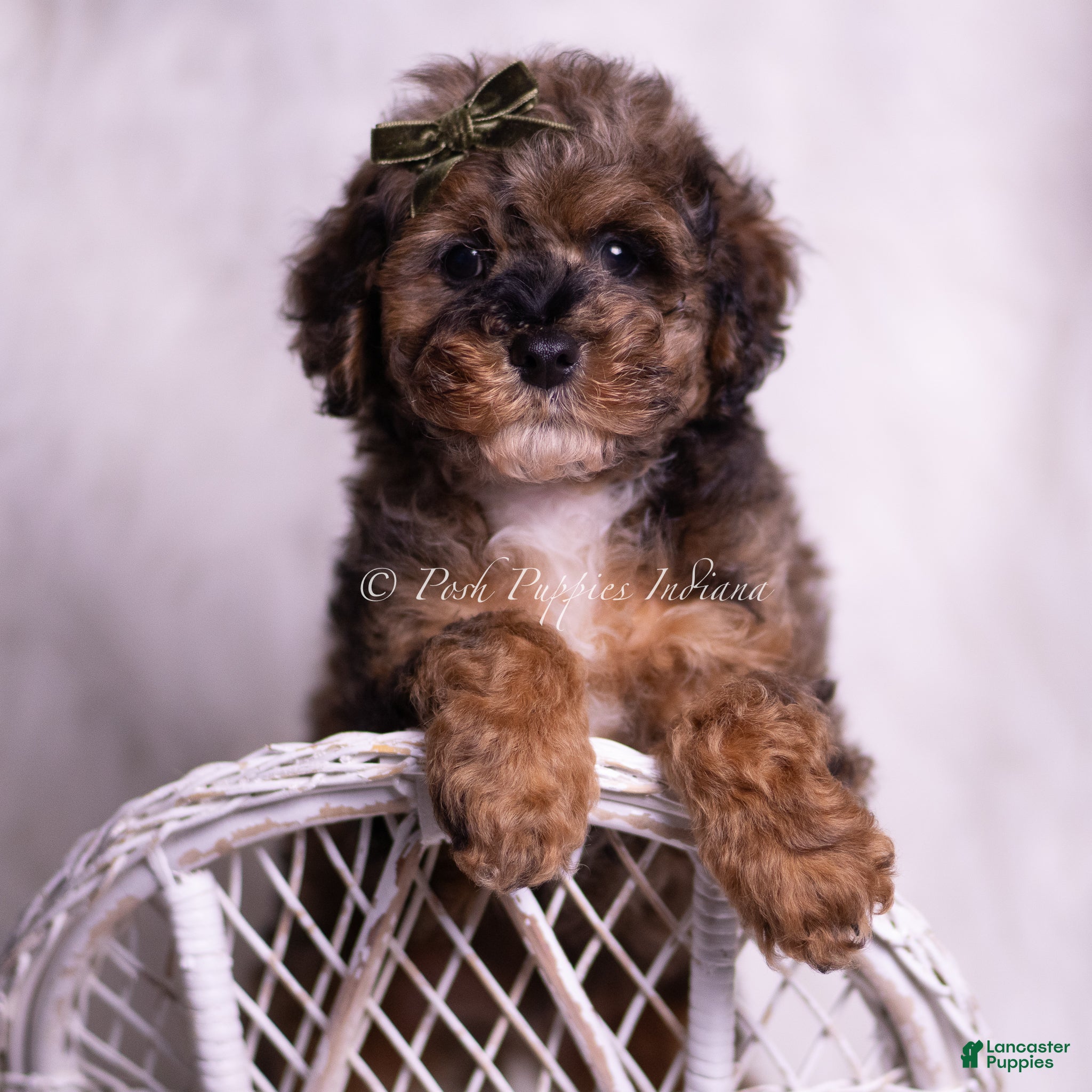 Toy Poodle dogs Vader - Ad 1