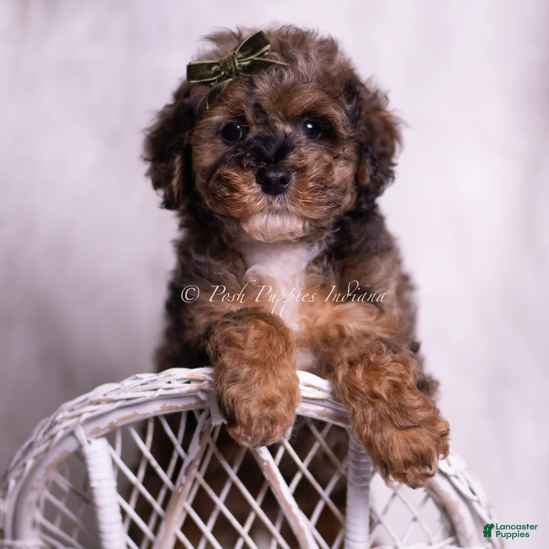 Toy Poodle dogs for sale: Vader - Ad 1