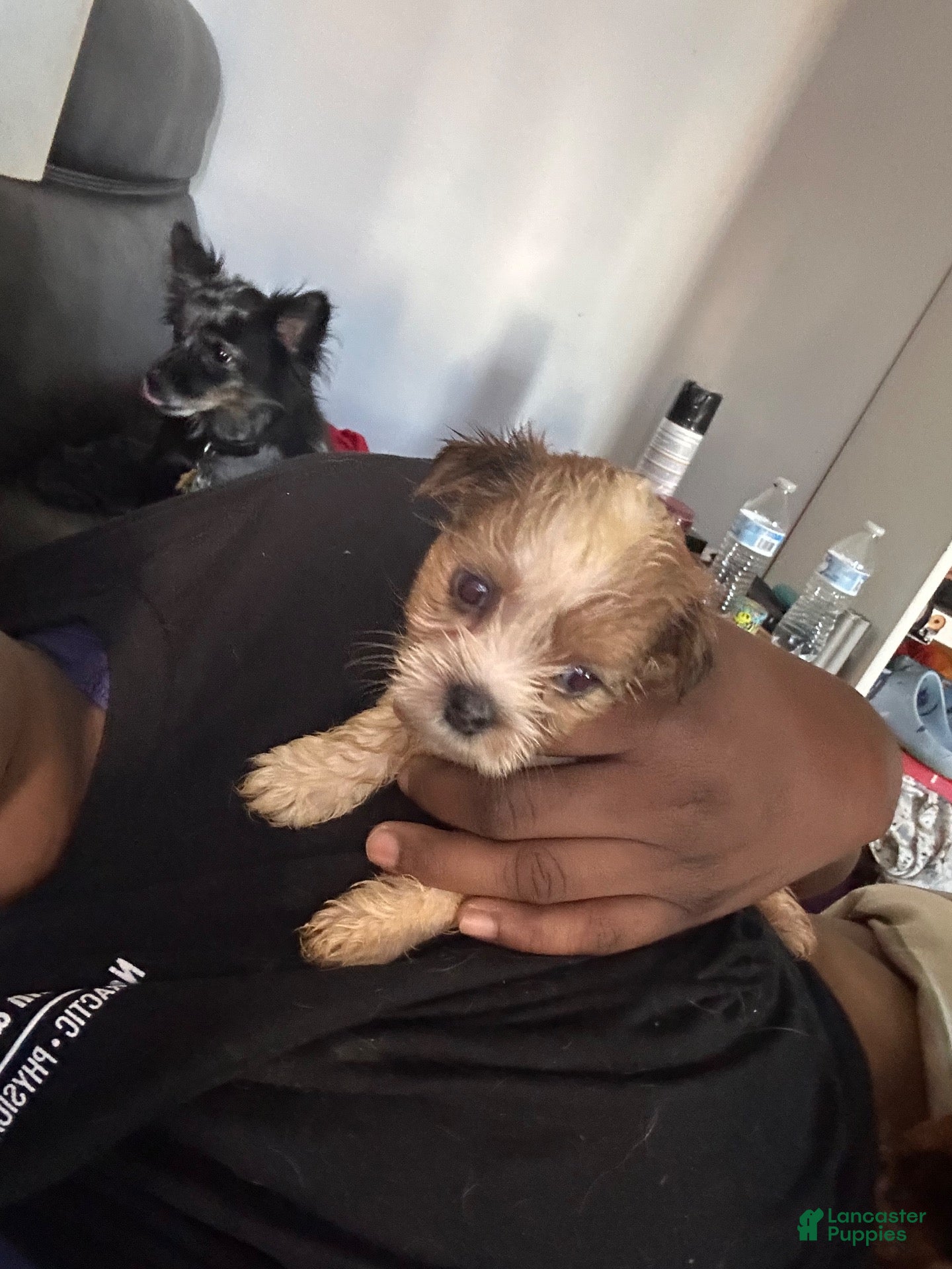 Mixed Breed dogs for sale: Unique - Ad 4
