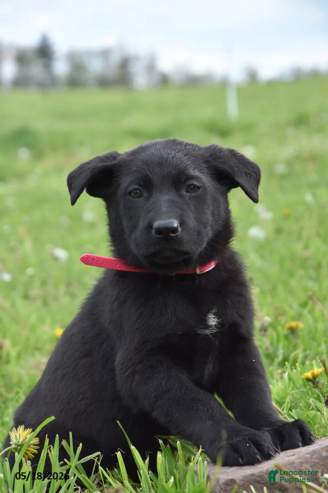 German Shepherd dogs for sale: Ribbon - Ad 1