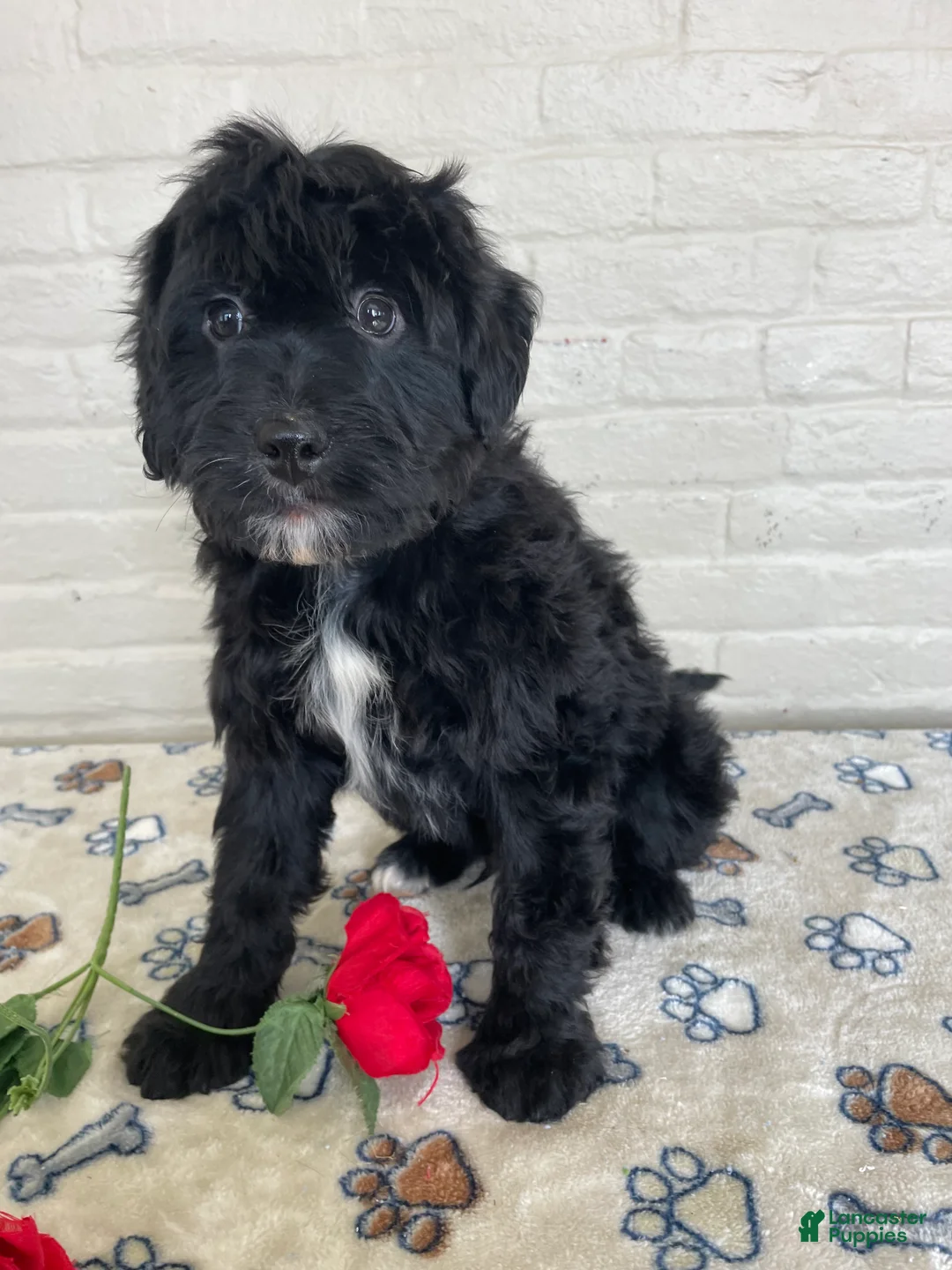 Mixed Breed dogs for sale: Parker - Ad 4