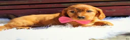 Mixed Breed dogs for sale: Pumpkin Spice  - Ad 6