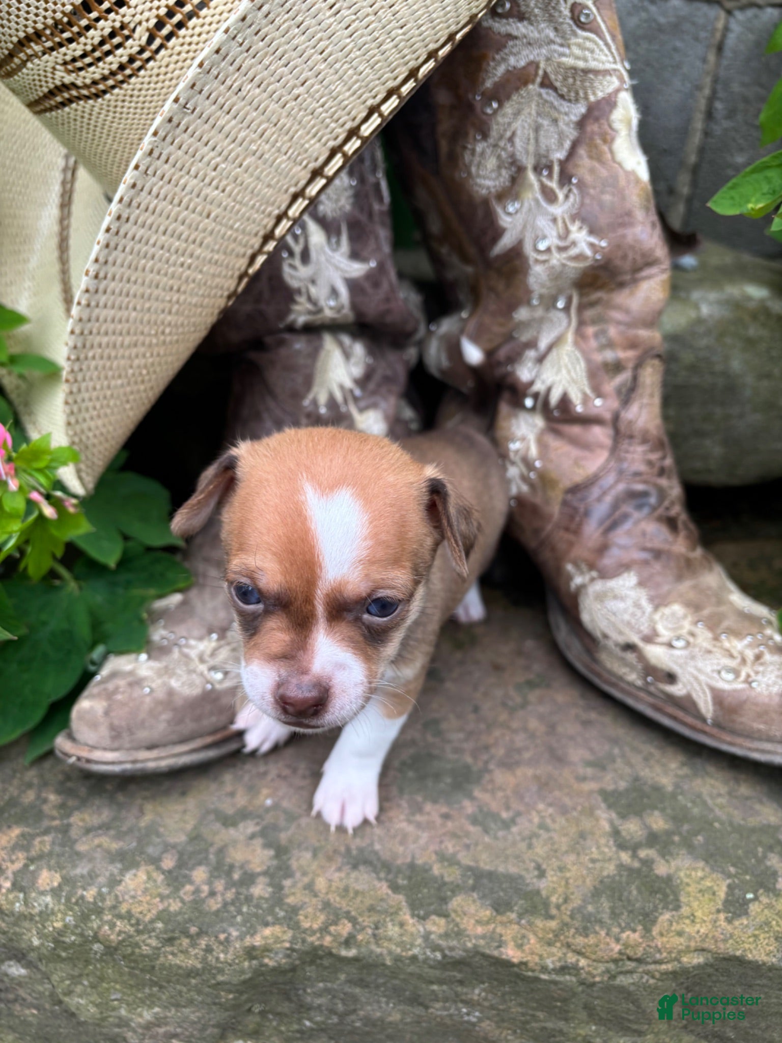 Chihuahua dogs Edward - Ad 28