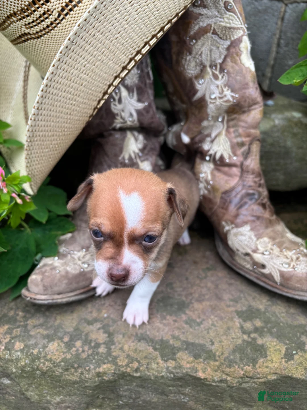 Chihuahua dogs for sale: Edward - Ad 1