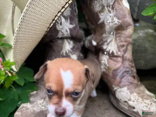 Chihuahua dogs Edward - Ad 38