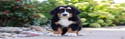 Bernese Mountain Dog dogs for sale: Maggie - Ad 7