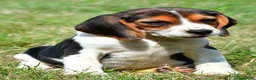 Beagle dogs for sale: Piper - Ad 1