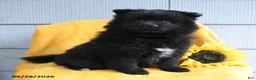 Pomeranian dogs for sale: Tootsie - Ad 5